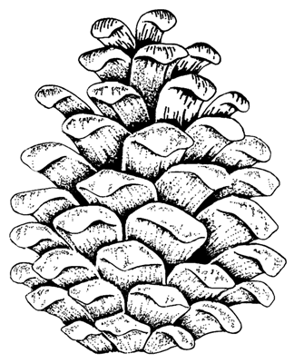 324x400 White Cat Also Pine Cone Outline. On White Pine Cone Coloring