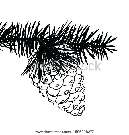 450x470 White Pine Cone Coloring Page Drawn Fir Tree Limb 8