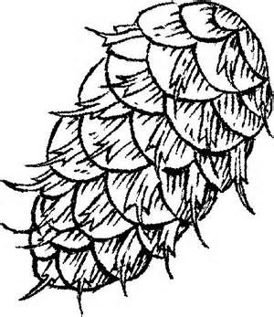 300x347 Pine Cones Colouring Pages Pine Cones Pine Cone