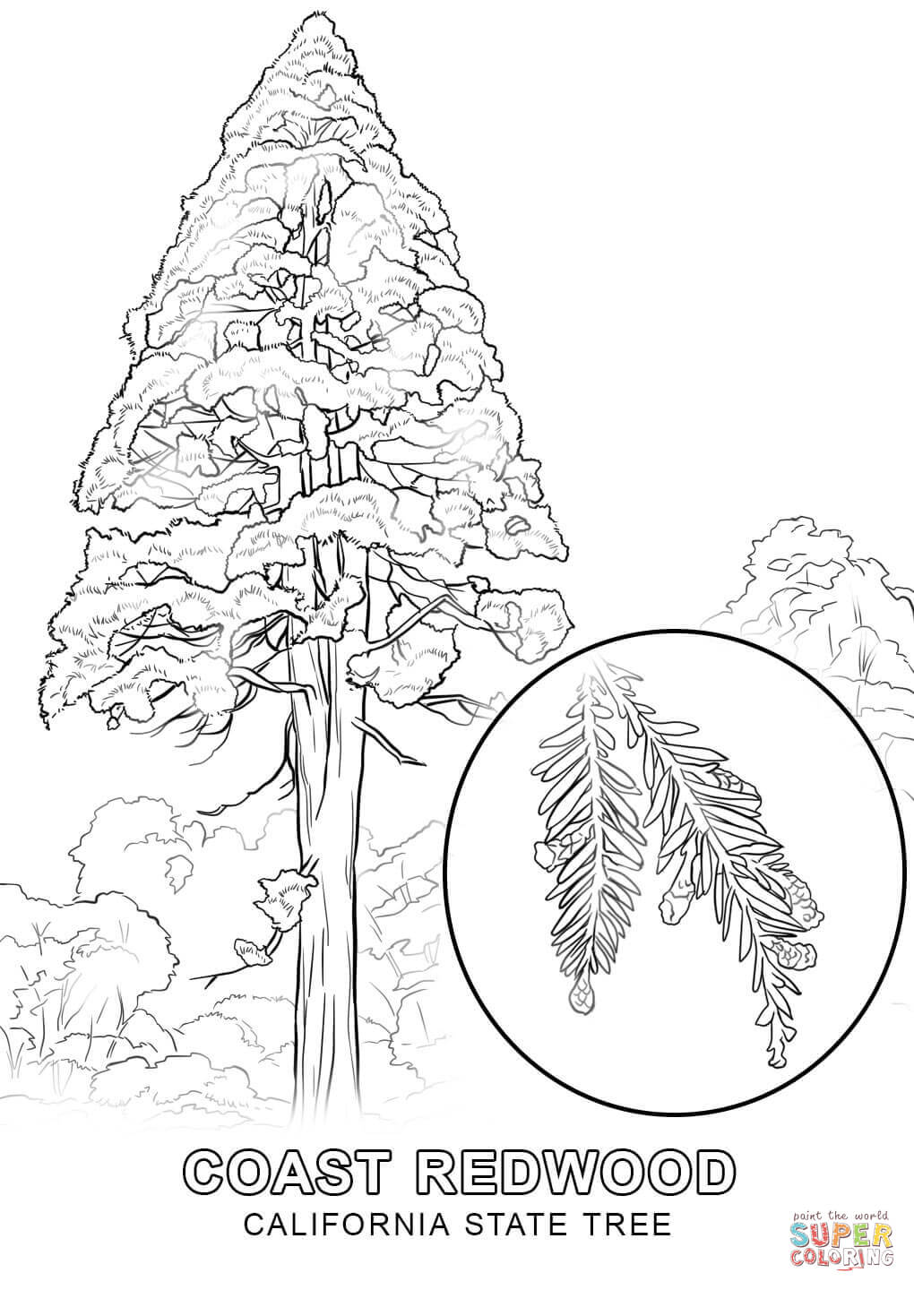 1020x1440 Happy White Pine Tree Coloring Page Drawings Of Trees Pages