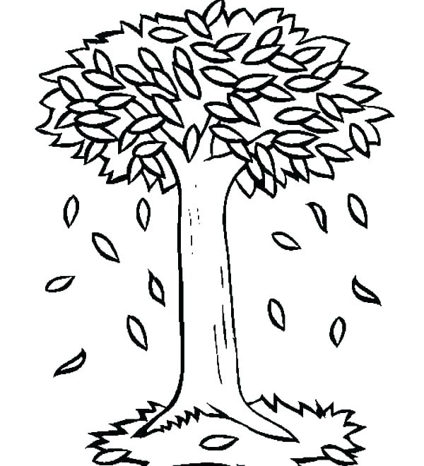 600x660 Pine Tree Clip Art Image And Pine Tree Outline Large Pine Tree