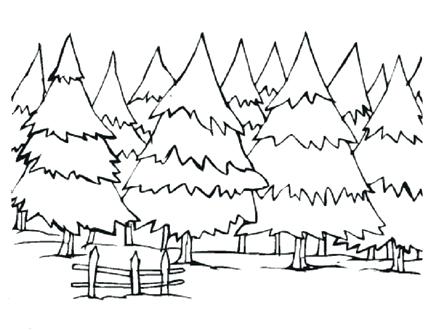 440x330 Pine Tree Coloring Pages Pine Trees Coloring Pages Coloring Pine