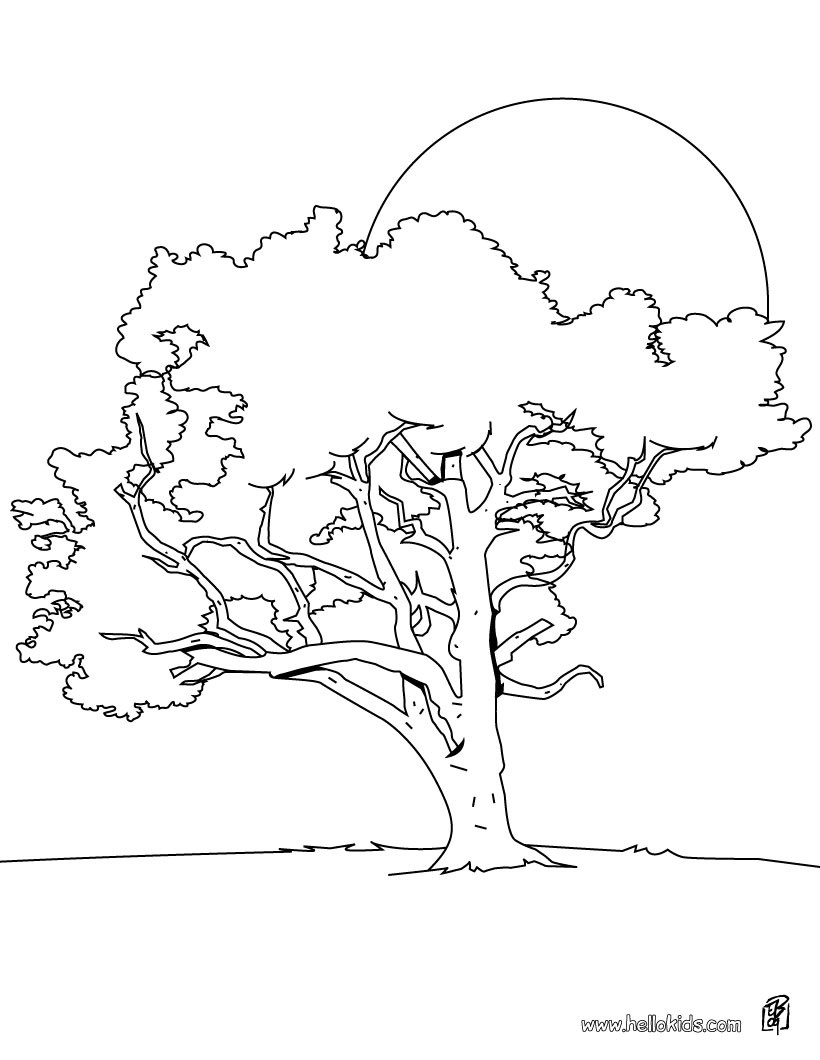 820x1060 Pine Tree Coloring Pages