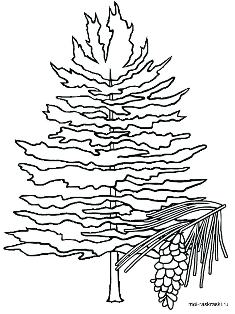 750x1000 White Pine Tree Coloring Page