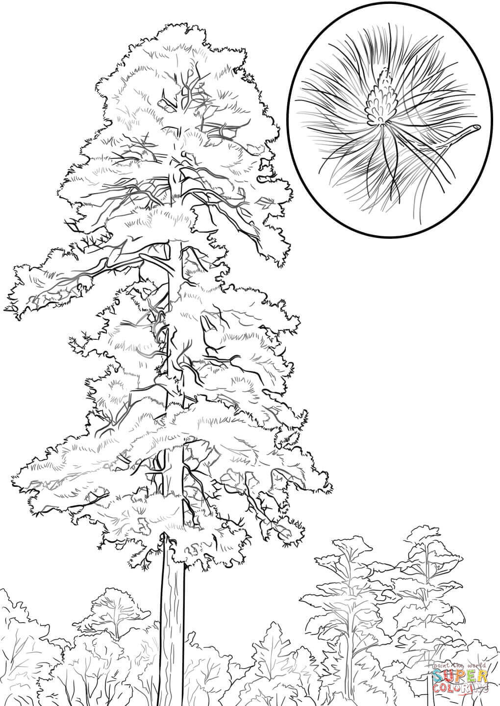 1020x1440 Delivered White Pine Tree Coloring Page Red Free Printable Pages