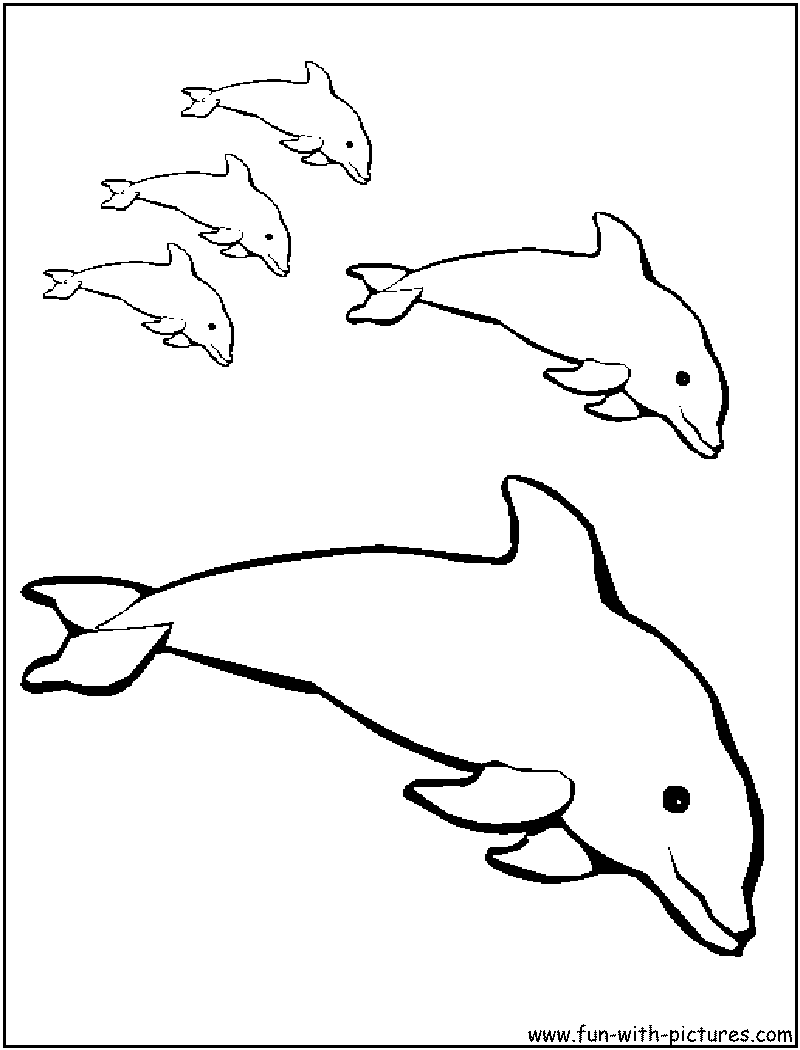800x1050 Baby Dolphin Coloring Pages