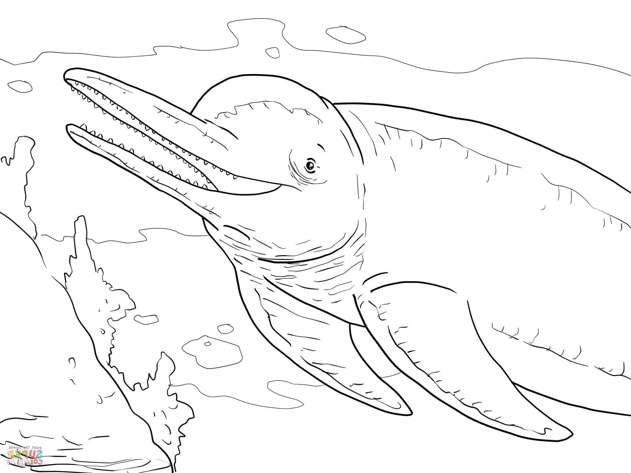 2048x1536 River Dolphin Coloring Pages Dolphins Coloring Pages Free