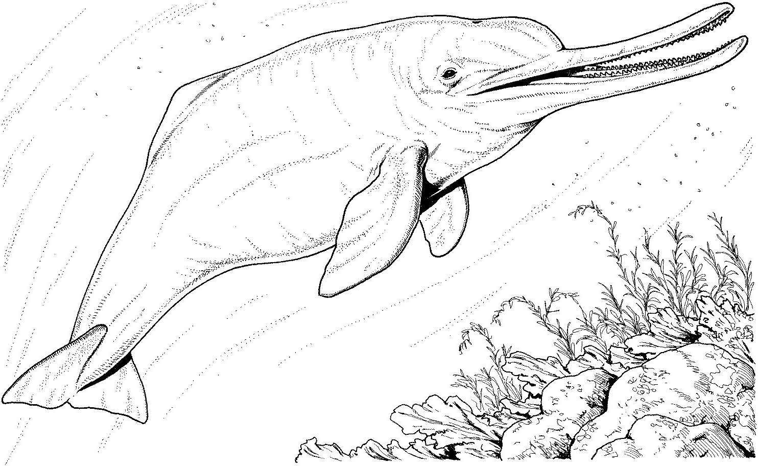 1484x912 River Dolphin Coloring Pages River Coloring Pages Printable Hamish