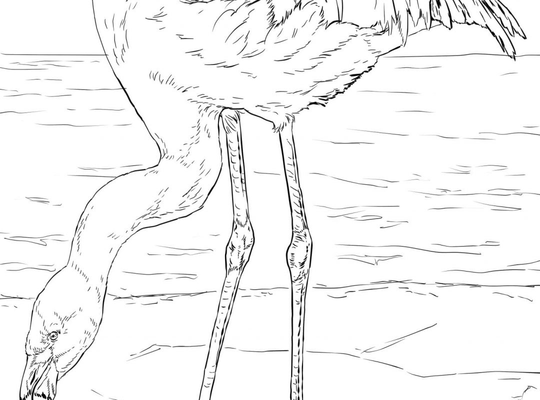 1080x800 Flamingo Coloring Pages Cute Page For Adults To Print At Home Bird