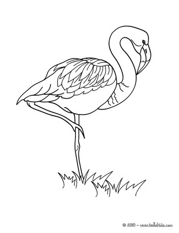 363x470 Flamingo Picture Coloring Pages