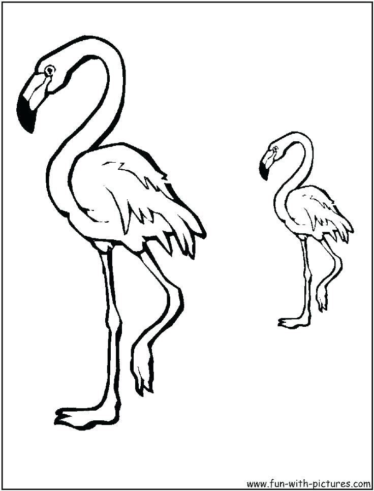 736x966 Flamingo Pictures To Color