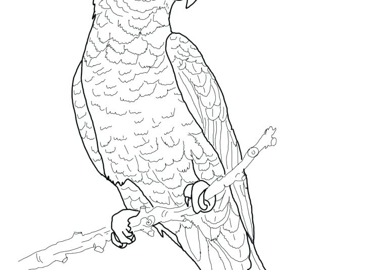 728x535 Parrots Coloring Pages Medium Size Of Pirate Parrot Coloring Pages