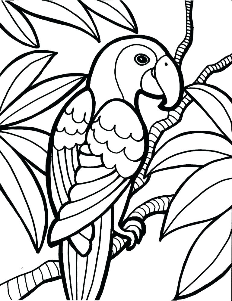 769x1000 Pittsburgh Pirate Parrot Coloring Pages Awesome Drawing