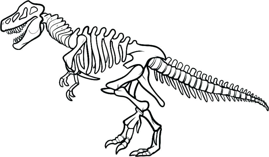 1024x598 Skeleton Coloring Pages Human Anatomy Photo Human Skeleton