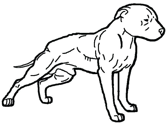 698x516 Coloring Pages Of Pit Bulls Drawn Pit Bull Easy 3 Colouring Pages