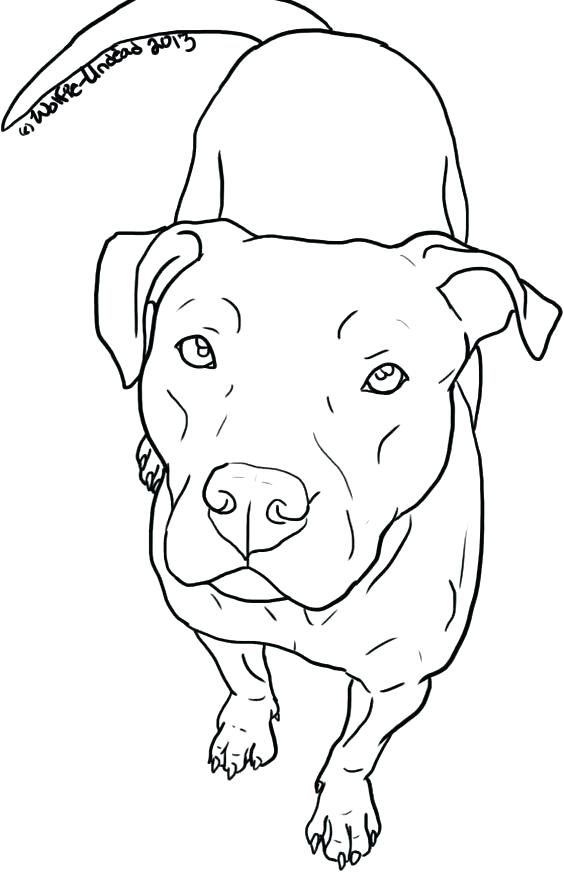 564x872 Pitbull Coloring Pages Coloring Page Free Pit Bull Line Art By