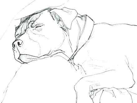 440x330 Bull Coloring Page Coloring Page Minimalist Coloring Pages Best
