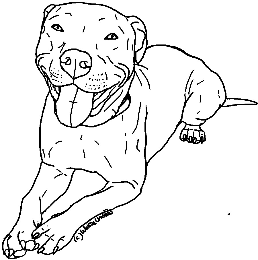 Pitbull Coloring Pages