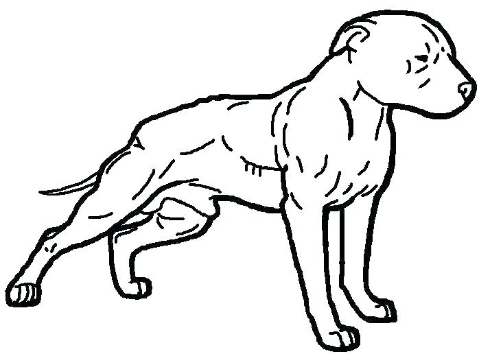 698x516 Pitbull Coloring Page Coloring Page Coloring Pages Full Size