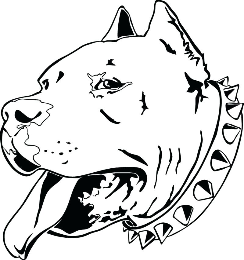 800x851 Pitbull Coloring Pages 6