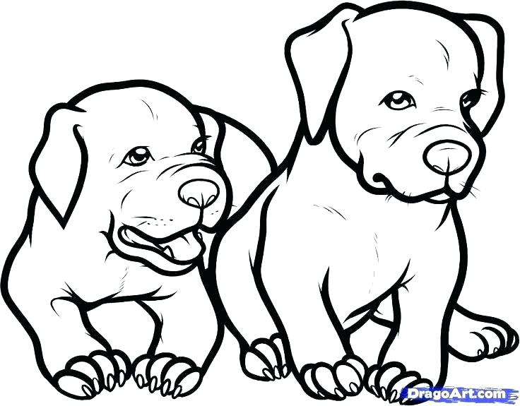 736x575 Pitbull Coloring Pages Coloring Pages Coloring Pages Drawn Pit