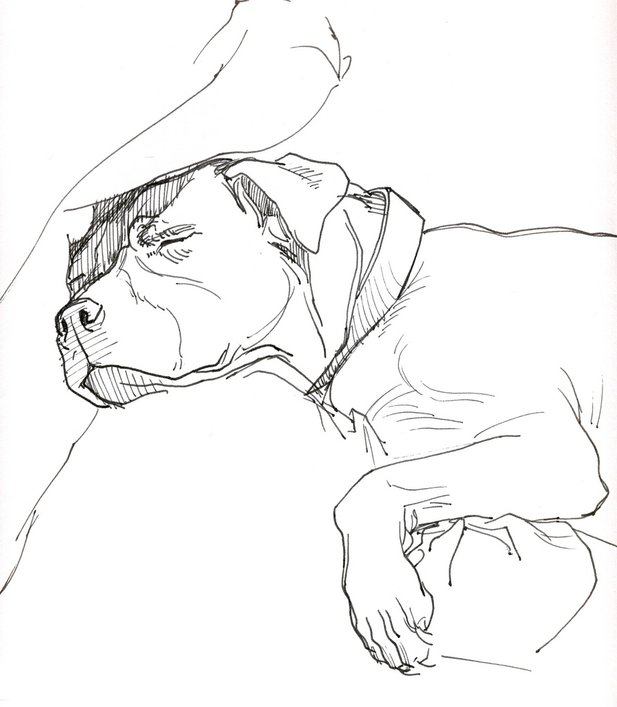 894x1024 Pitbull Coloring Pages Fresh Blue Nose Pitbull Coloring Pages
