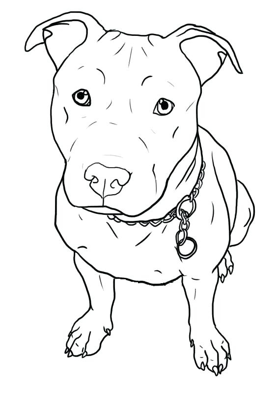 564x846 Pitbull Coloring Pages Glamorous Pitbull Coloring Pages Little