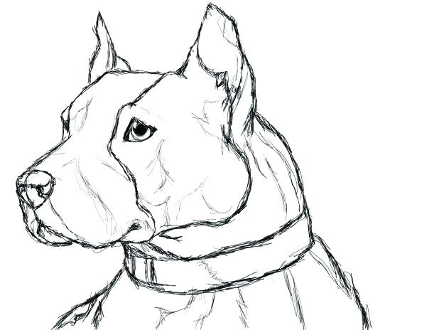 618x464 Pitbull Face Coloring Pages Awesome Realistic Pin Drawn Bull Page