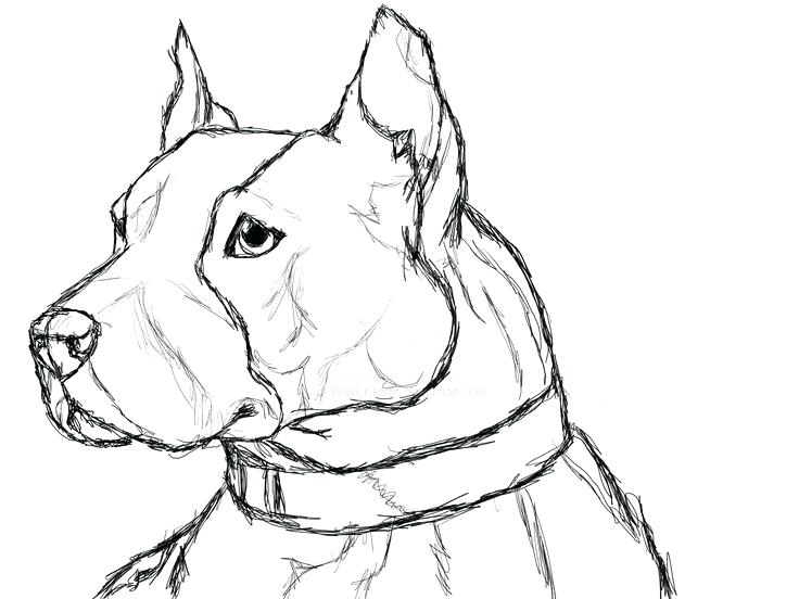 736x552 Coloring Pages Shared By Coloring Pages Cute Pitbull Puppy