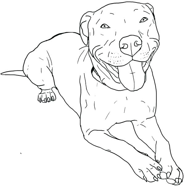 600x604 Fine Decoration Pitbull Coloring Pages Page Dog Realistic