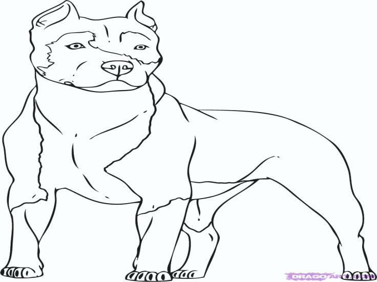 736x551 6 Pics Of Pit Bull Puppy Coloring Pages Pitbull Dog Coloring Pin