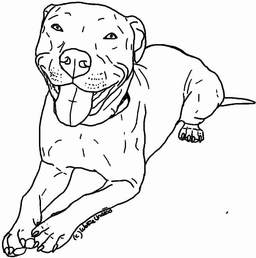 900x906 Pitbull Coloring Pages