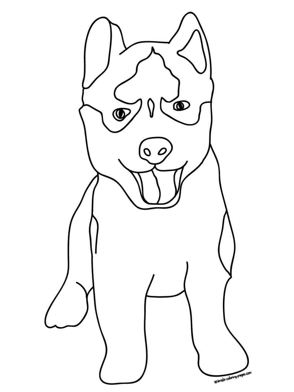 960x1280 Pitbull Coloring Pages Fresh Pitbull Puppies Coloring Pages