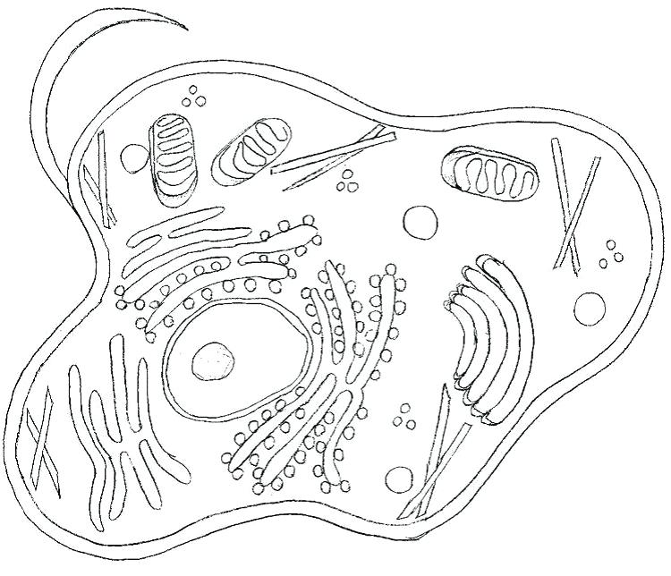 750x644 Plant Cell Coloring Page About Plant And Animal Cell Front Yard