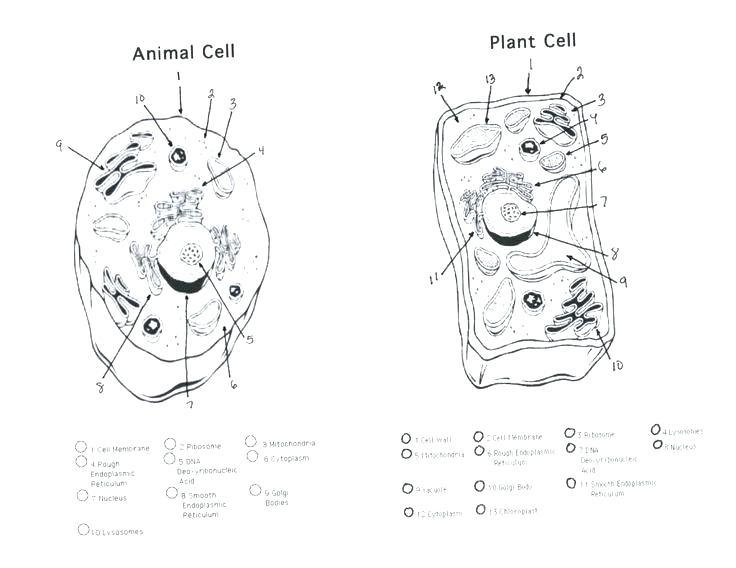 736x568 Plant Cell Coloring Page Labeled Sheet Key Animal Color And Cells