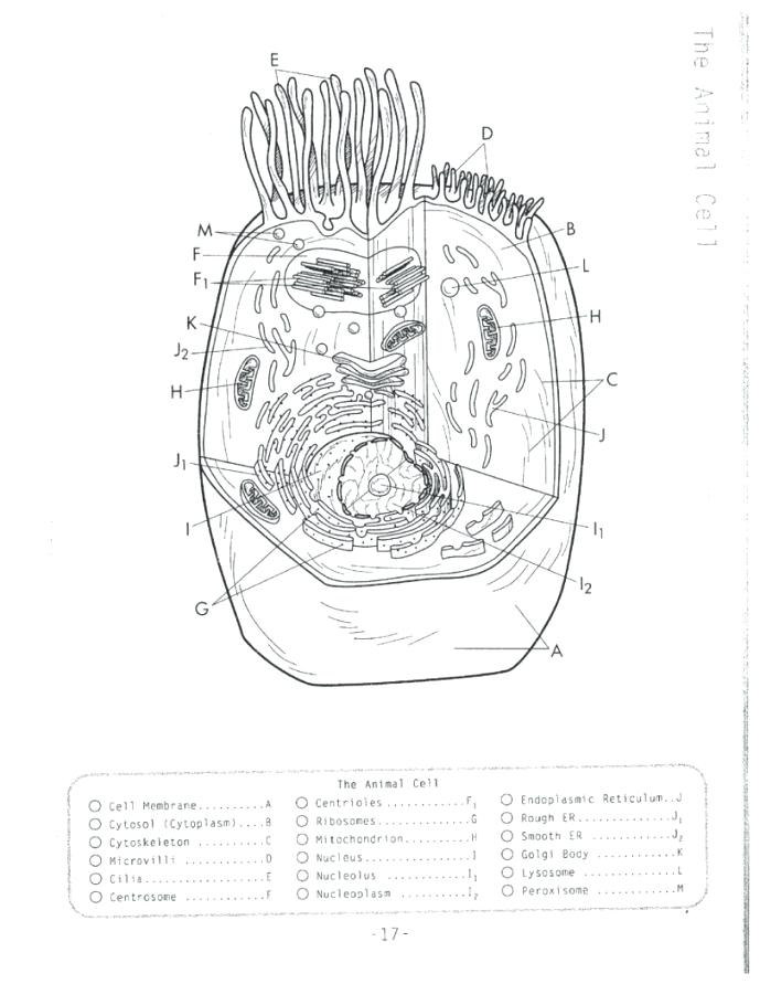 689x891 Plant Cell Coloring Sheet Answer Key Biology Corner Animal Cell