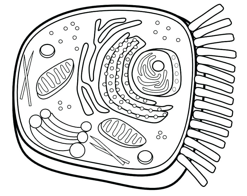 820x650 Coloring Plant Cell Coloring Worksheet Answers
