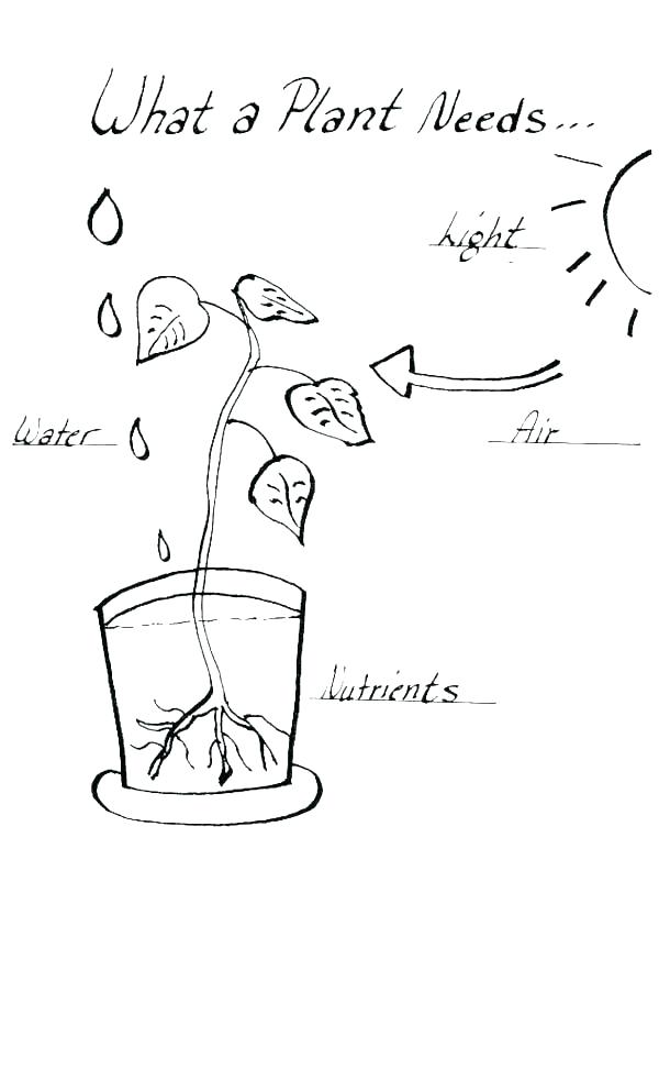 600x992 Plant Cell Coloring Sheet