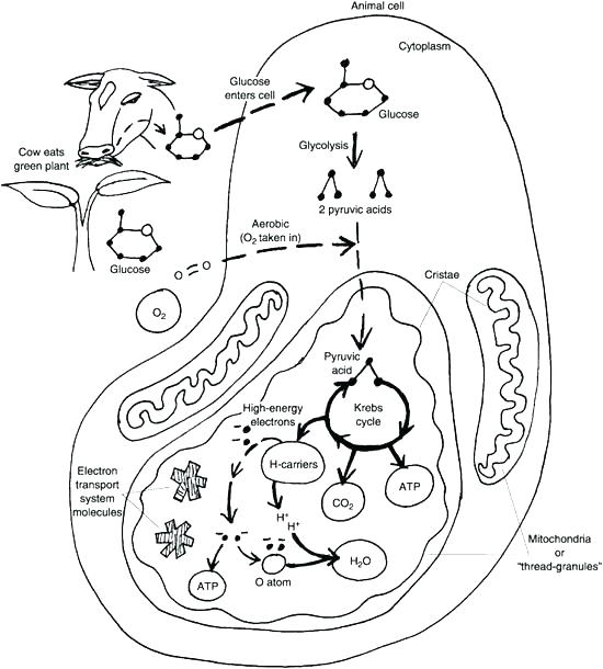 550x610 Plant Cell Coloring Worksheet Answers