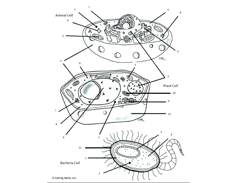 960x720 Animal Cell Worksheet Labeling Animal Cell Coloring Diagram Sheet