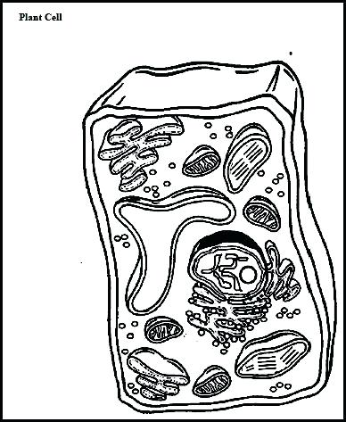388x473 Cell Coloring Page Animal Cell Diagram Coloring Page Plant Cell