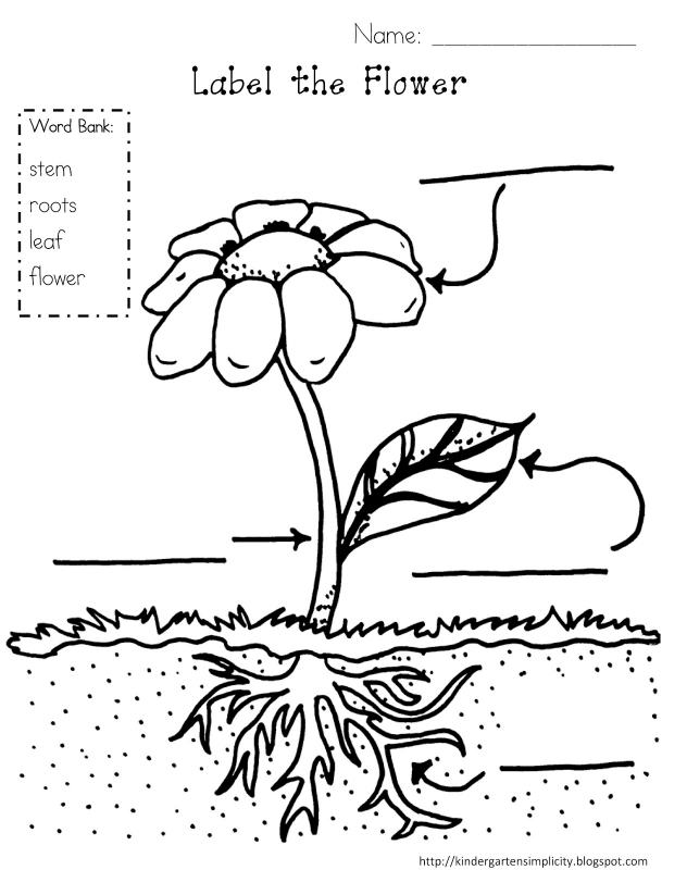 632x800 Plant Coloring Pages To Download And Print For Free Coloring
