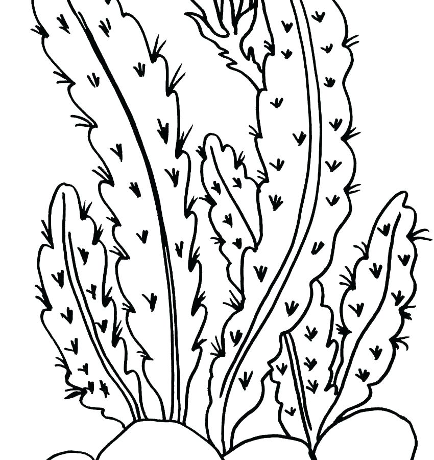 850x900 Plant Coloring Pages Fancy Plush Design Parts Of A Flower Page