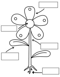 236x305 Download Plant Parts Coloring Pages And Activities