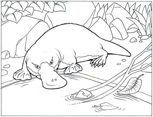 640x489 Mejores 11 De Realistic And Cartoon Platypus Coloring