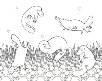 340x270 Printable Adult Coloring Page Mandala Platypus