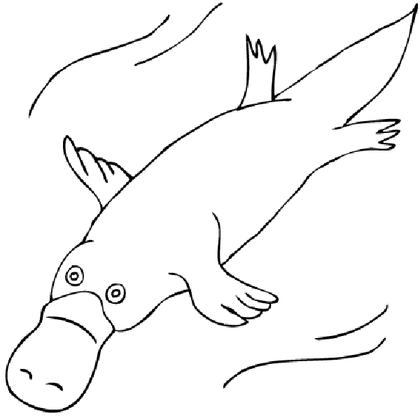 600x600 Duck Billed Platypus Drawing Platypus Coloring Pages Duck Billed