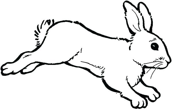 600x383 Color Bunny