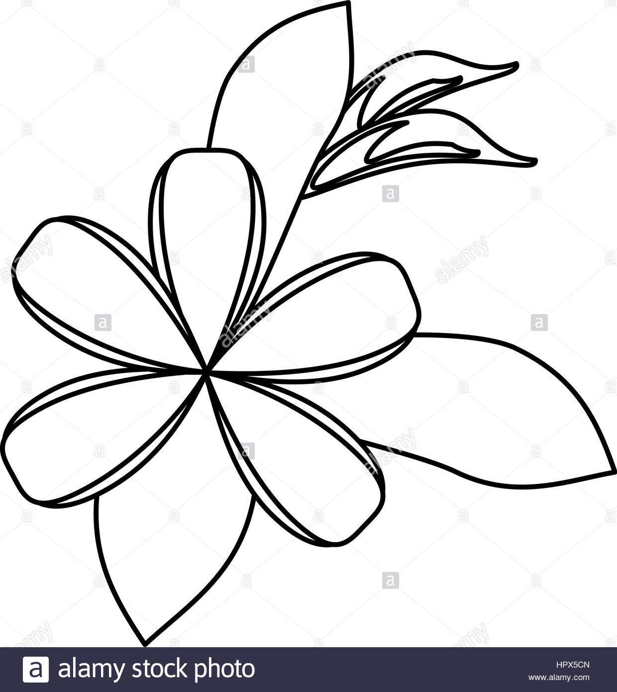 1240x1390 Plumeria Black And White Stock Photos Amp Images