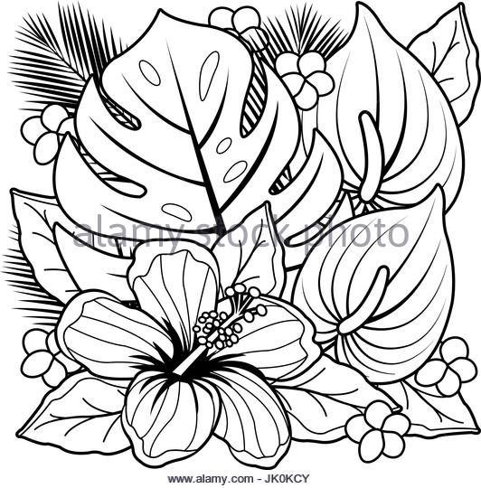 532x540 Plumeria Flowers Black And White Stock Photos Amp Images